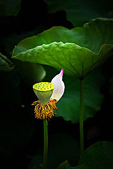 rong bach kim 2 nhay