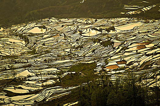 rong bach kim soi cau lo de