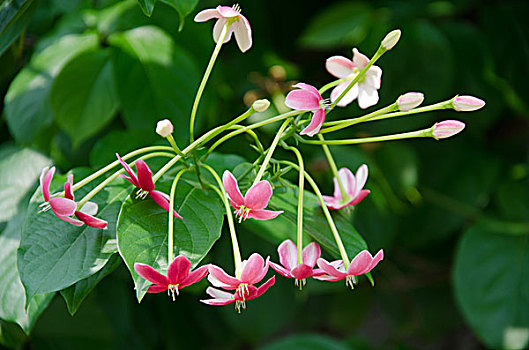 cầu bạch thủ đề