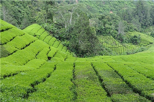 xs 3 đài