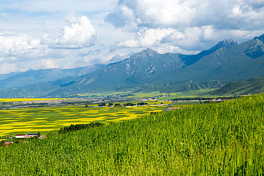 soi cau lo bach thu mien phi