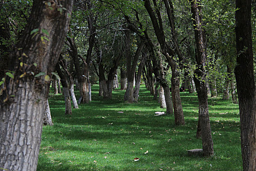 cau lodephomnay