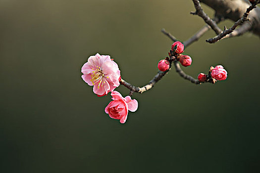 soi cầu