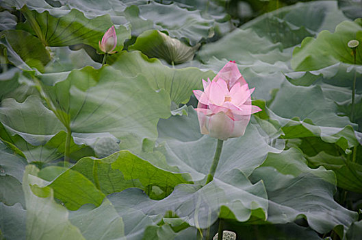 tỷ lệ lô đề miền bắc