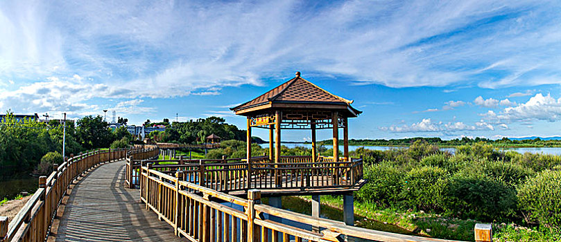 cau bach thu hom nay