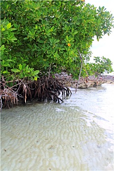 sx ca mau