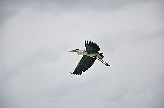 bạch thủ thành phố