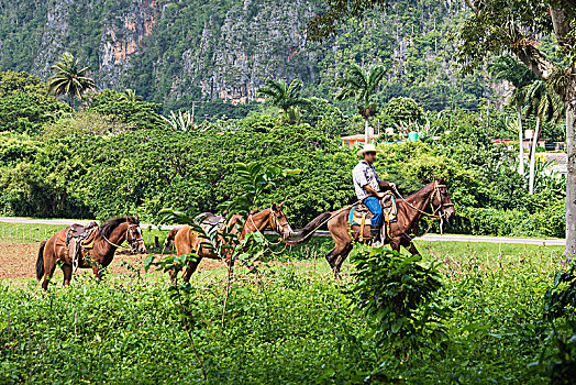 soi cau 3