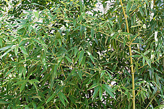 xổ số kiến thiết bạc liêu
