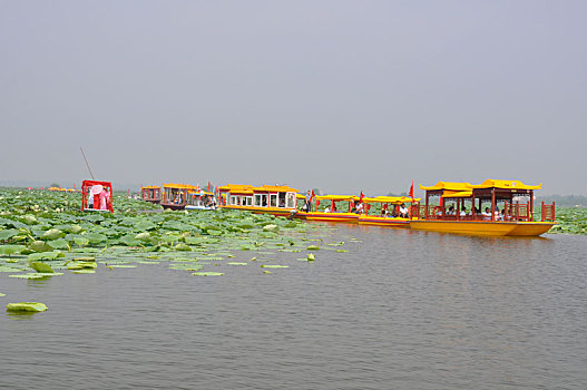 bạch thủ lô mb