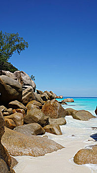 bắt đá gà ở huế