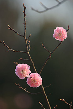 xs bình dương